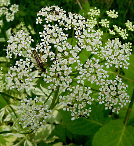 the flower head